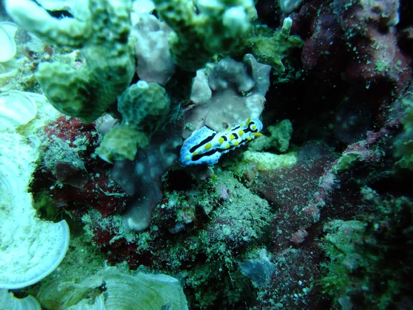 Nudibranquios — Foto de Stock