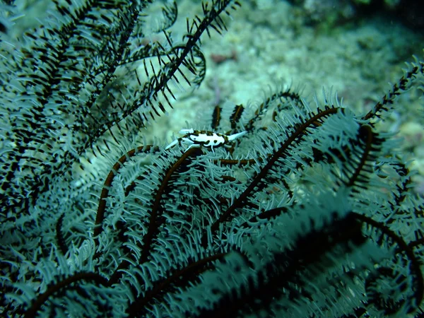 Chicote camarão coral — Fotografia de Stock