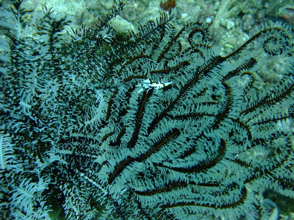 Azote Coral Camarones — Foto de Stock