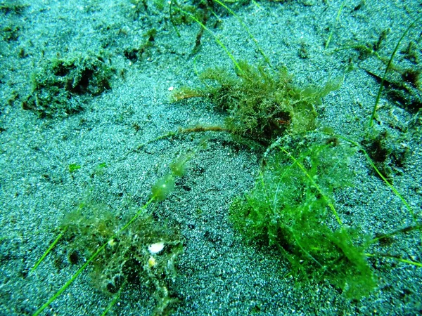 Scorpionfish — Stok fotoğraf