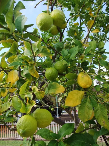 Lemon Tree — Stock Photo, Image