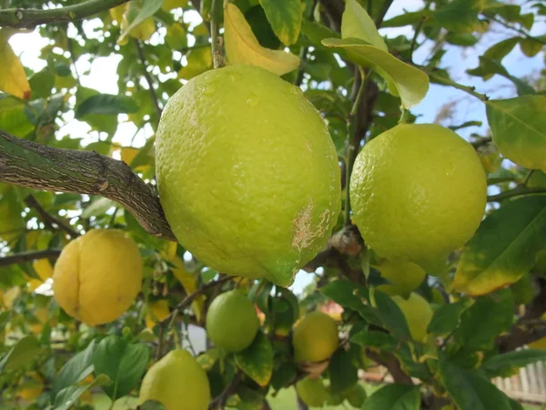 Lemon Tree — Stock Photo, Image