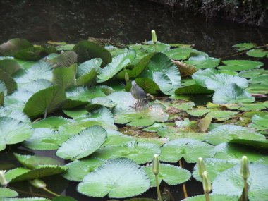 Lotus gölette büyür