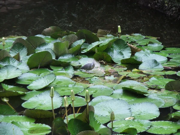 Lotus vokser i dammen. – stockfoto