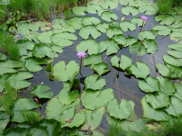 Lotus wächst im Teich — Stockfoto