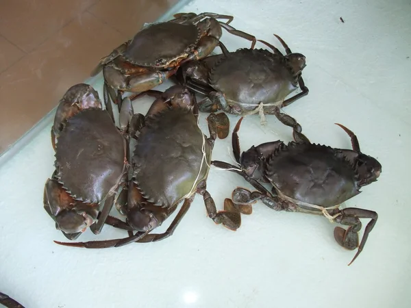 Meeresfrüchte im Fischtank in Malaysia Restaurant — Stockfoto