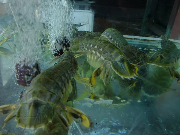 Frutos do mar em tanque de peixe no restaurante Malásia — Fotografia de Stock