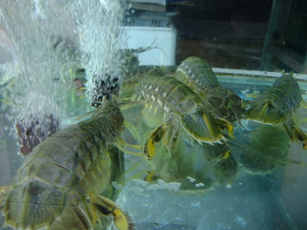 Meeresfrüchte im Fischtank in Malaysia Restaurant — Stockfoto