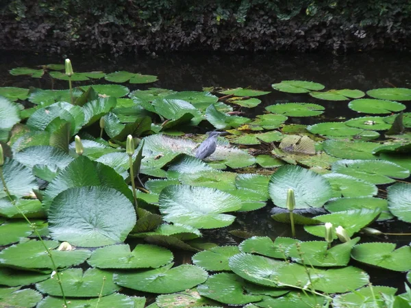 Lotus μεγαλώνει στη λίμνη Εικόνα Αρχείου