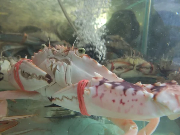 在鱼缸中马来西亚餐厅海鲜 — 图库照片