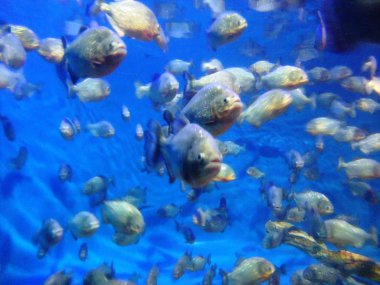 kırmızı karınlı piranha