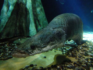 arapaima gigas