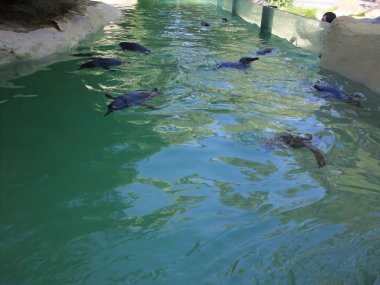 Penguen Avustralya Hayvanat Bahçesi