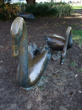 Avustralya'da bir parkta yüzdü