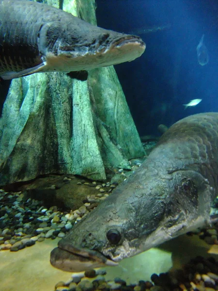 arapaima gigas