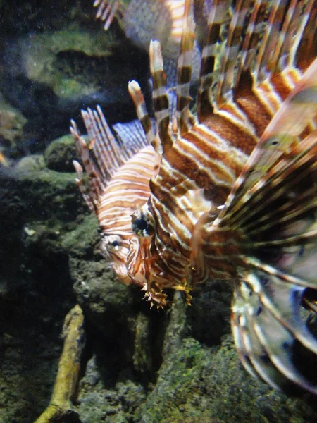 Löwenfische — Stockfoto