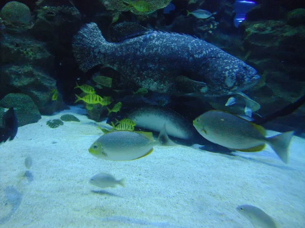 Aquaria Klcc akvaryumu, Kuala Lumpur, Malezya — Stok fotoğraf