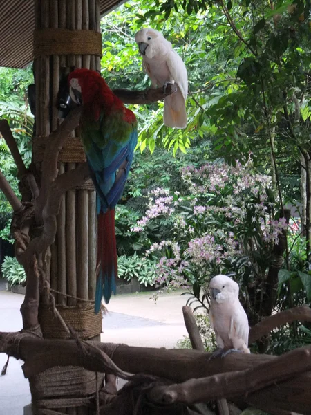 Parrot w: Singapore zoo — Zdjęcie stockowe
