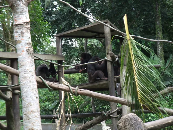 Mono y mono en el zoológico de Singapur —  Fotos de Stock