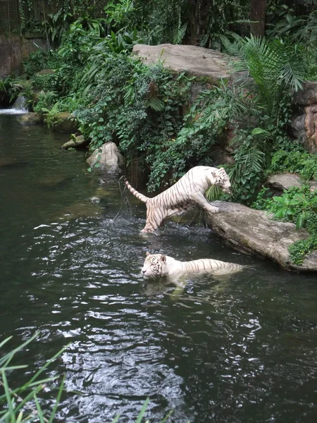 stock image White Tiger at Singapore Zoo