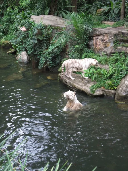 Tigre Bianca allo zoo di Singapore — Foto Stock