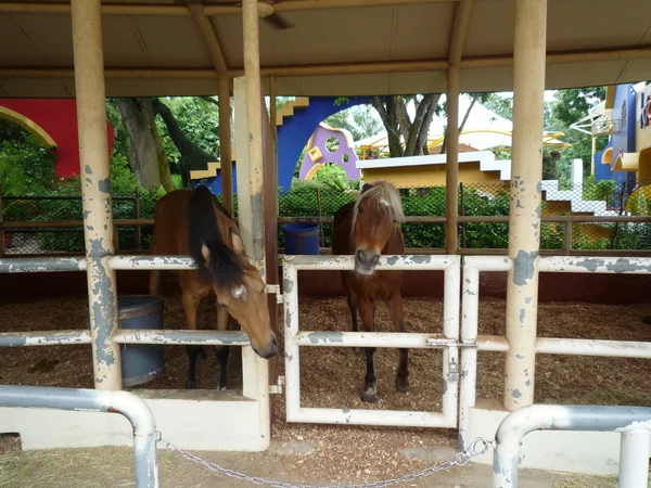 Cavallo, capra e giraffa a Singapore Zoo — Foto Stock
