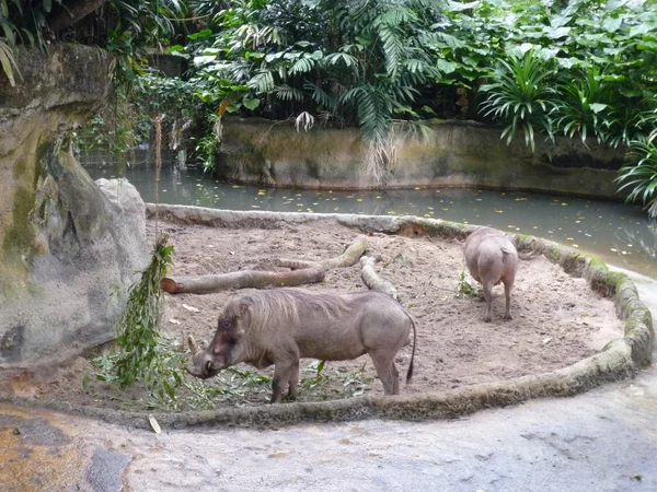 Vildsvin på Singapore Zoo — Stockfoto