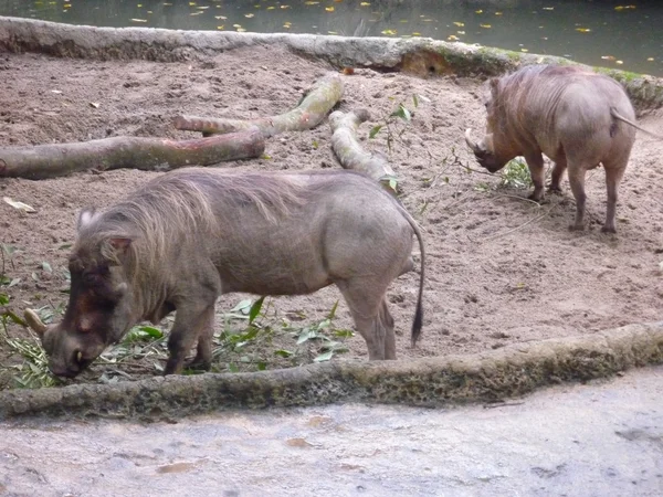 Vildsvin på Singapore Zoo — Stockfoto