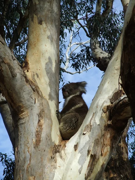 Orso Koala — Foto Stock