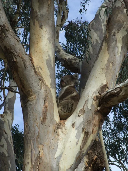 Koala Björn — Stockfoto