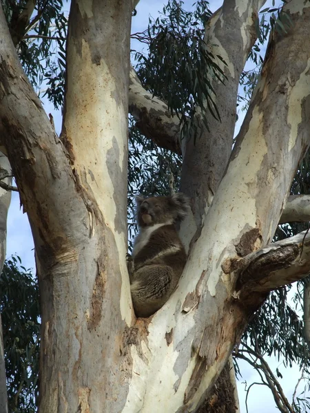 Orso Koala — Foto Stock