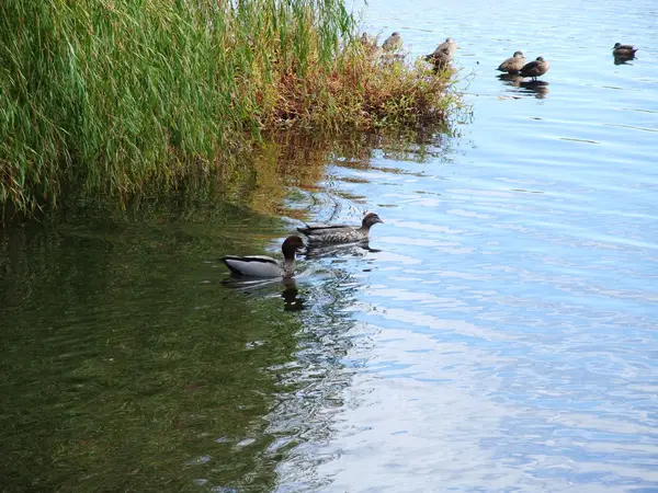 Kacsa a park, Ausztrália — Stock Fotó