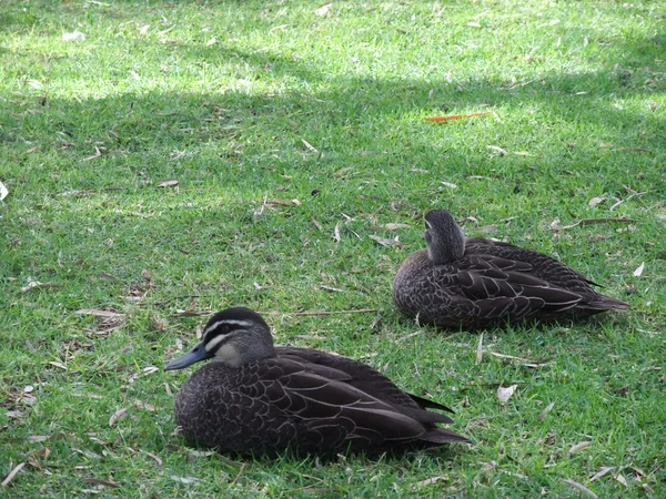 在澳大利亚公园鸭 — 图库照片