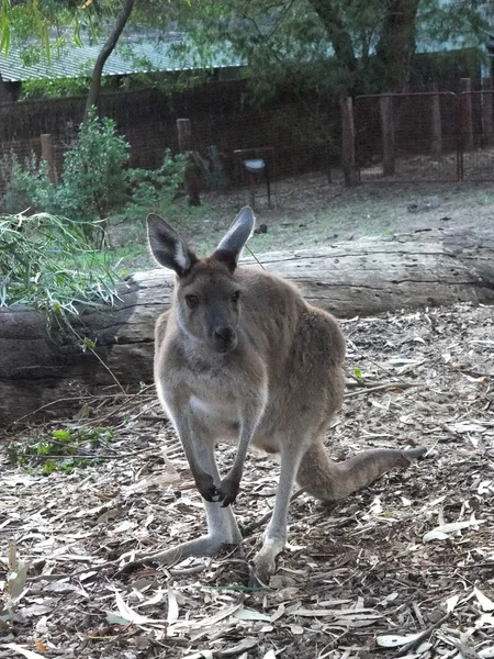 Australisches Känguru — Stockfoto