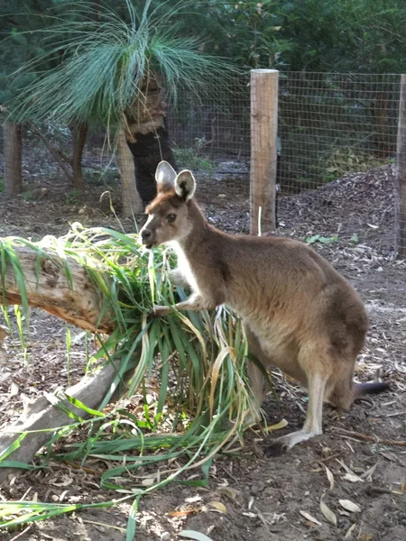 Australia canguro — Foto Stock