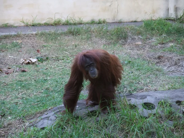 オランウータン — ストック写真