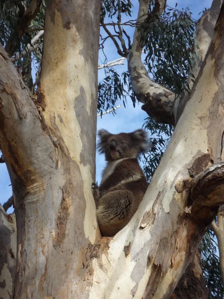 Orso Koala — Foto Stock
