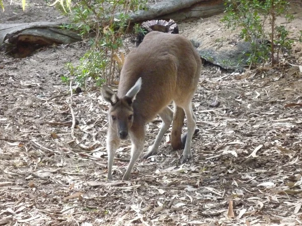 Australien känguru — Stockfoto