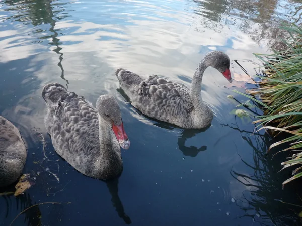 Swam in a park in Australia — Stock Photo, Image