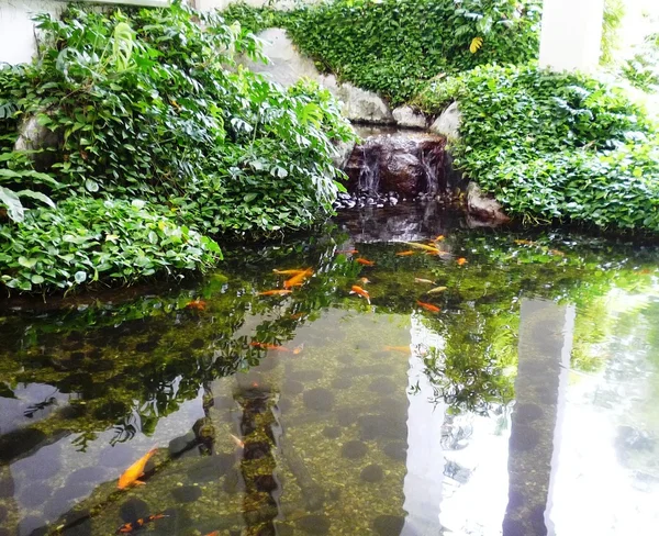 Poissons koï dans l'étang — Photo