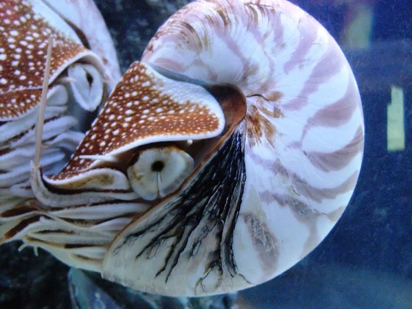 Chambered Nautilus Stockbild