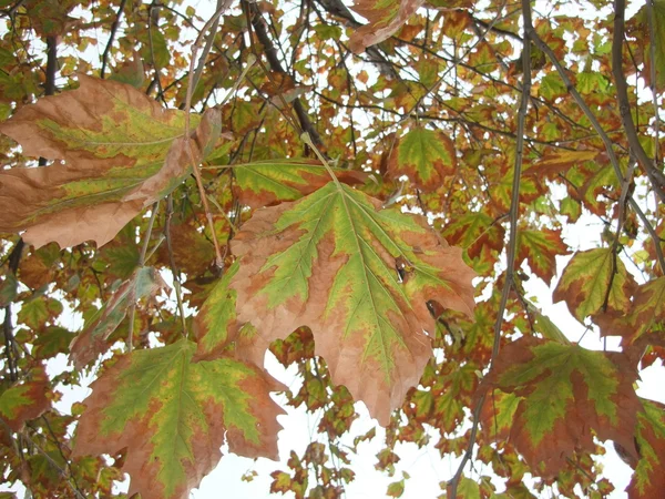 Üzüm bağı — Stok fotoğraf