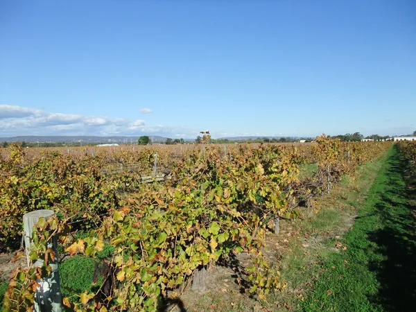 Viñedo —  Fotos de Stock