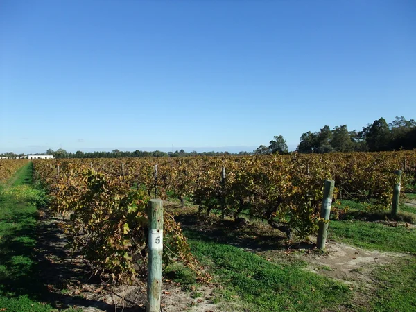 Viñedo —  Fotos de Stock