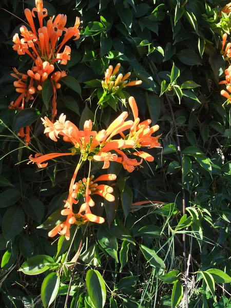 Orange Honey Suckle flower — Stock Photo, Image