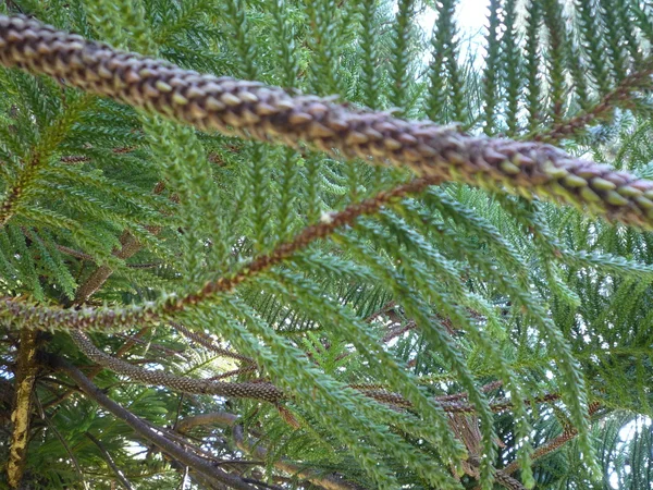 Pine tree — Stock Photo, Image