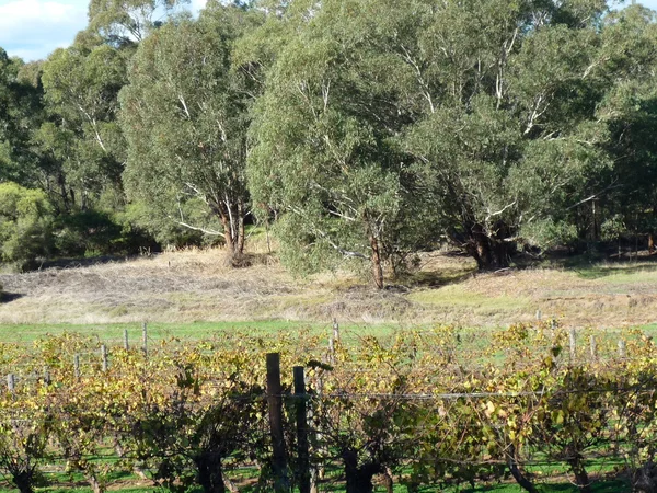 Vineyard — Stock Photo, Image