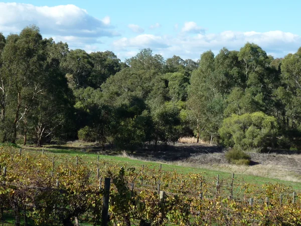 Vineyard — Stock Photo, Image