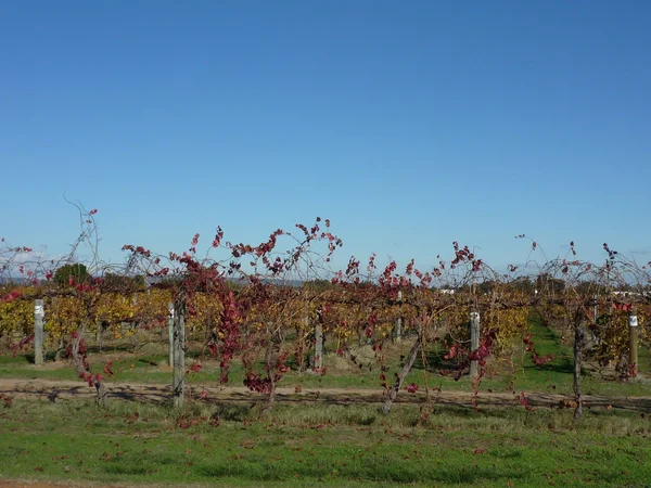 Viñedo —  Fotos de Stock