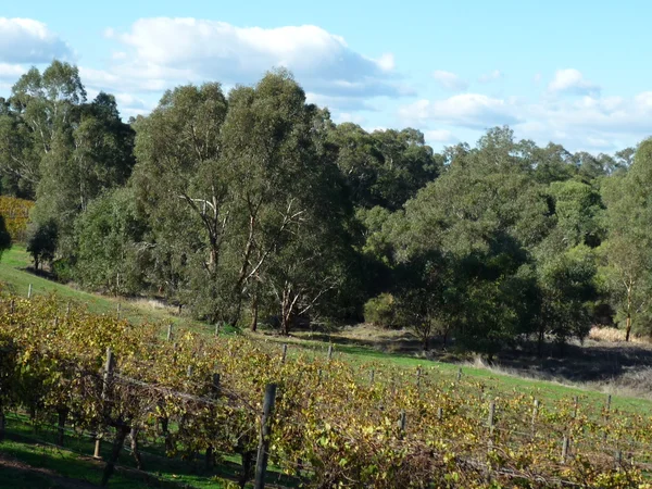 Vineyard — Stock Photo, Image